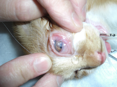 角膜損傷(デスメ膜瘤)手術前