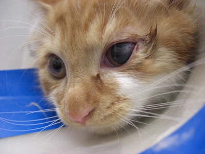 角膜損傷(デスメ膜瘤)手術後